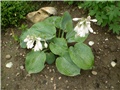 hosta